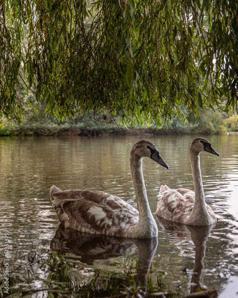 Fototapeta premium swan and cygnets on the lake