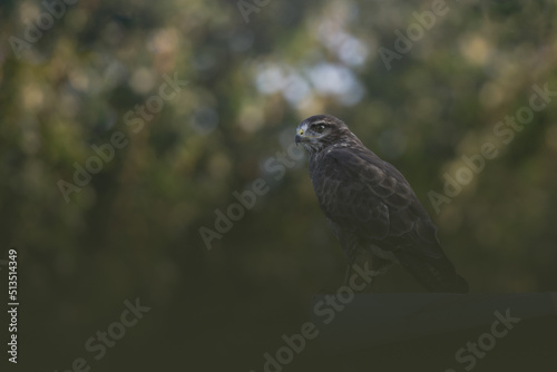 Common buzzard