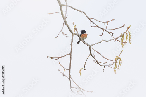 European Stonechat perched on a banch  Roodborsttapuit  Saxicola rubicola