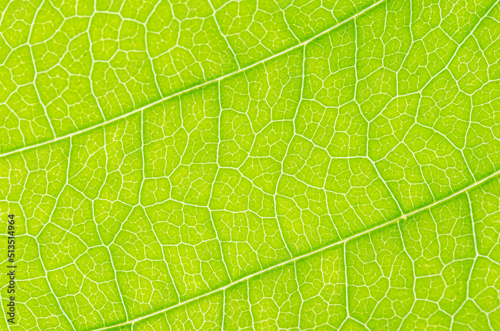 abstract texture of green leaves for background abstract texture of green leaves for background
