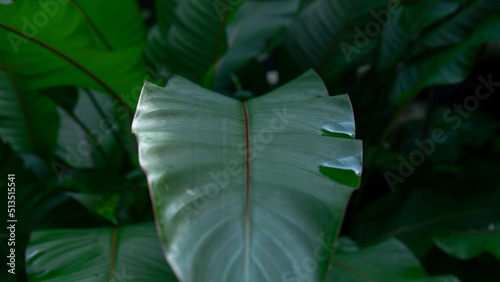 close-up of red striped leaves