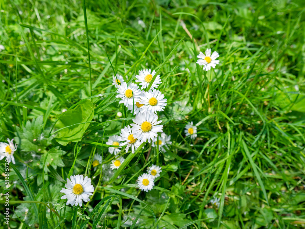 Wild charmomile flowers growing among the grass Wild charmomile flowers growing among the grass