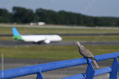 pigeon proximité aeroport danger securité avion photo