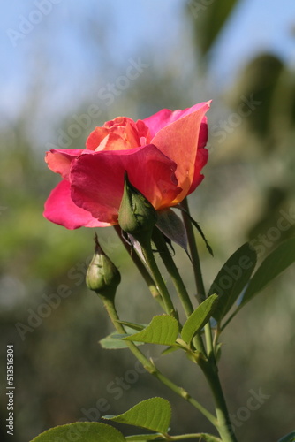 fleurs du jardin et leurs insectes