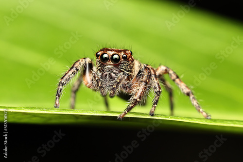Close-up jumping spider. Macro shot. Portrait of a spider on a leaf.