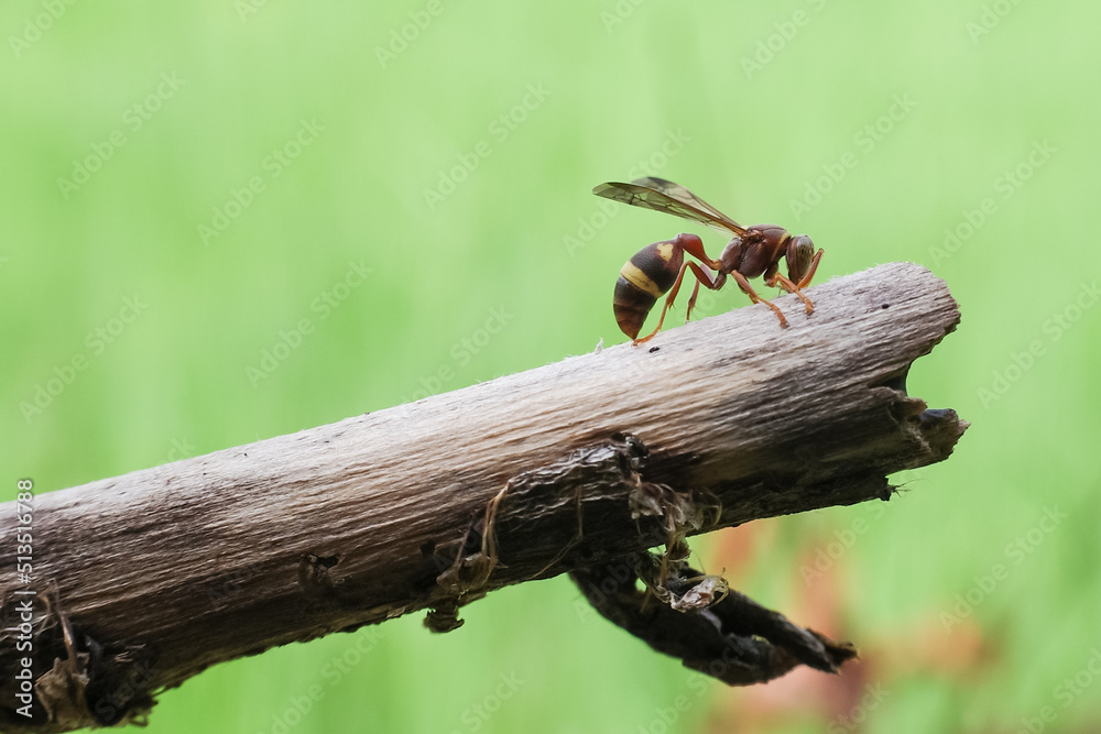 bee on a leaf