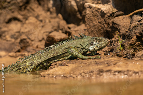 Wild green iguana close up in the nature habitat. Wild brasil, brasilian wildlife, pantanal, green jungle, iguana iguana.