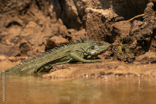 Wild green iguana close up in the nature habitat. Wild brasil, brasilian wildlife, pantanal, green jungle, iguana iguana.
