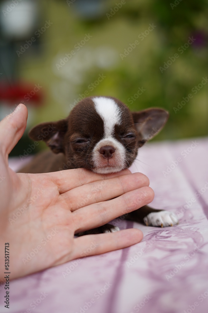 A small, cute, brown chihuahua puppy sleeps on the owner's arm, sitting on a bedspread, on a warm summer afternoon, in a green garden.