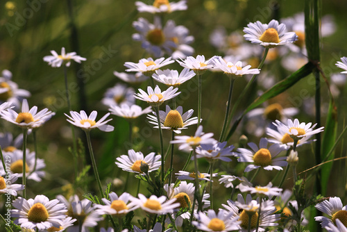 Field daisies in a summer meadow..