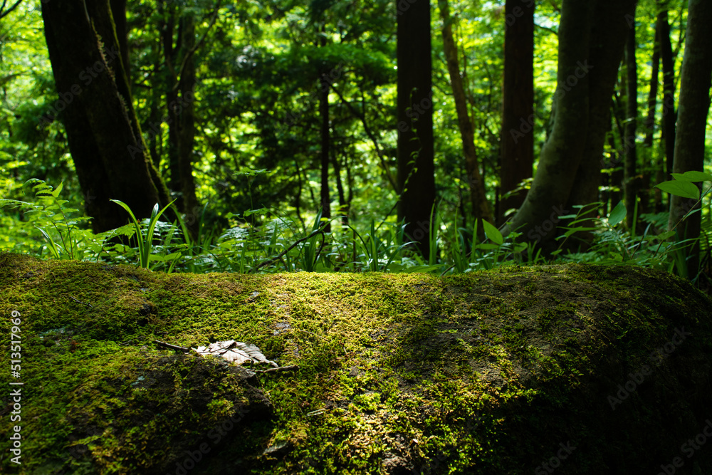 Moss and a fallen leaves on a stone in the forest 4 Moss and a fallen leaves on a stone in the forest 4