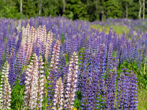 A large field of blooming purple white and pink lupins in Karelia  northwest Russia in summer
