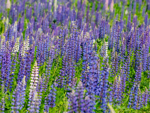 A large field of blooming purple white and pink lupins in Karelia, northwest Russia in summer