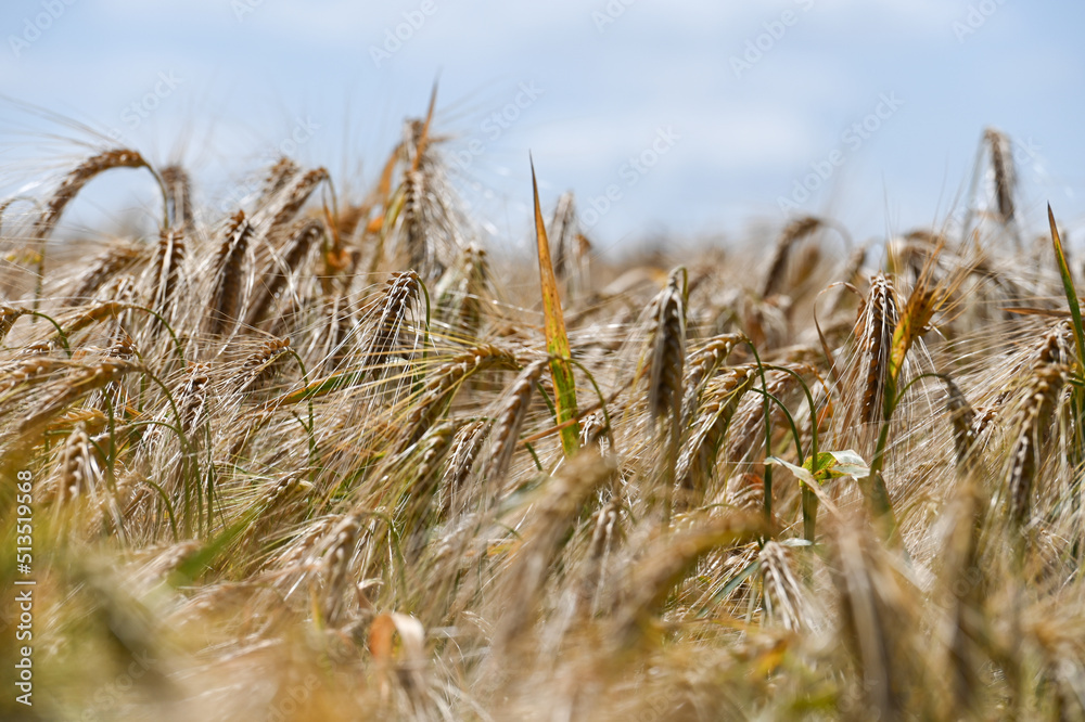 Fototapeta premium agriculture champs culture cereales escourgeons orge blé planète environnement