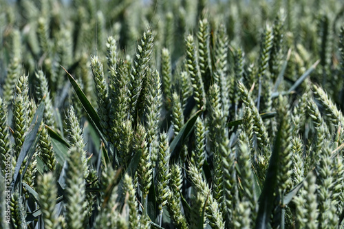 agriculture champs culture cereales escourgeons orge blé planète environnement photo