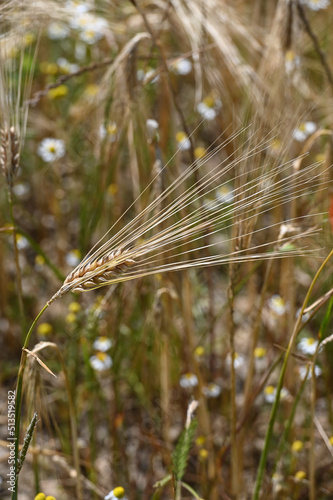 agriculture champs culture cereales escourgeons orge blé planète environnement