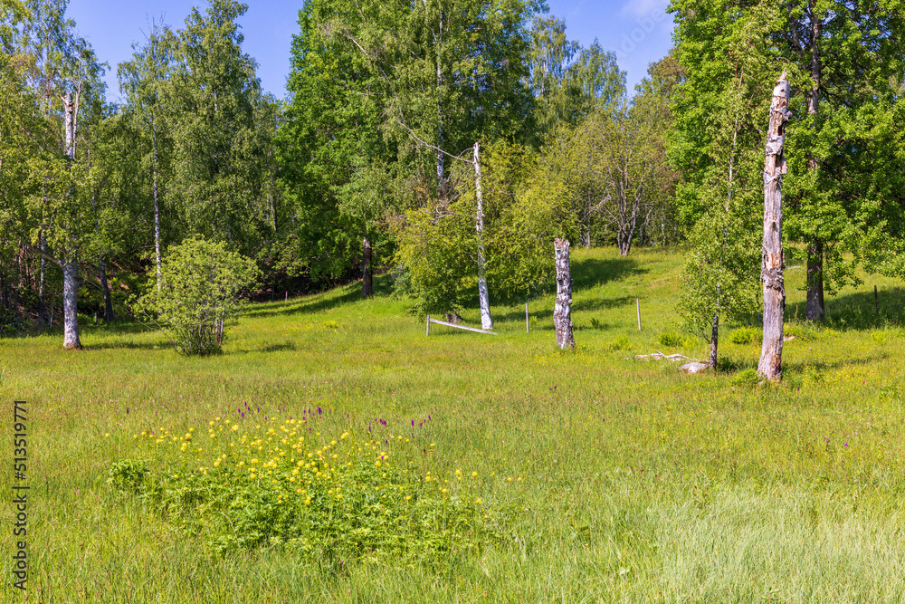 Meadow landscape with blooming Globeflowers