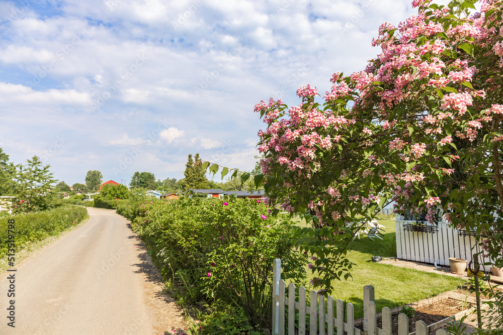 Fototapeta premium Road in a allotment garden with a flowering tree
