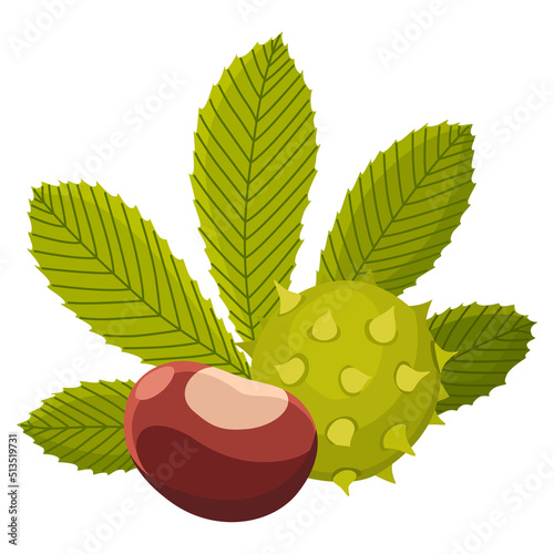 Chestnuts shell with prickles and pointed oblong leaves. Vector illustration. Design element for poster, packaging, banner and wrapping paper