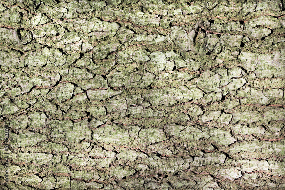Obraz premium Spękana kora drzewa 