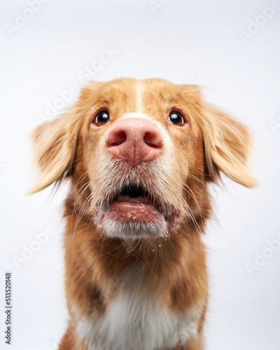 funny dog shows tongue. Nova Scotia Duck Retriever, toller on a white background