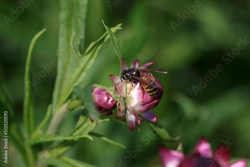 Honey bees feed on nectar of pink flowers © megaflopp