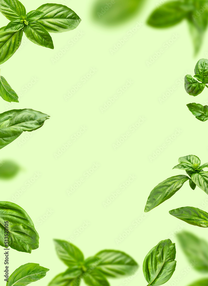 Food levitation concept. Fresh green organic basil leaves flying on green background. Basil leaves isolated. Ingredient, spice for cooking. Creative layout with basil, fragrant spicy plant