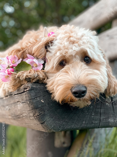Süßer Hund mit Kirschblüten
