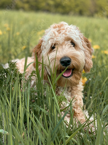 Hund auf Wiese