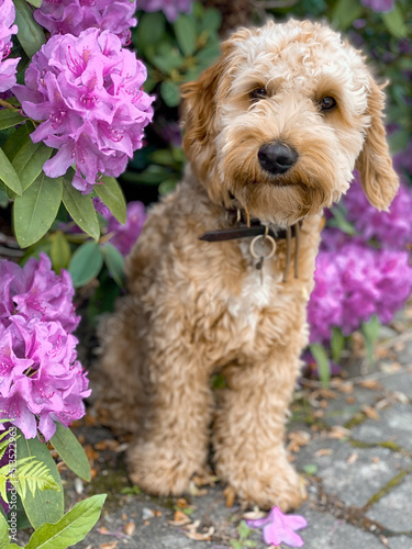 Doodle in Blumen