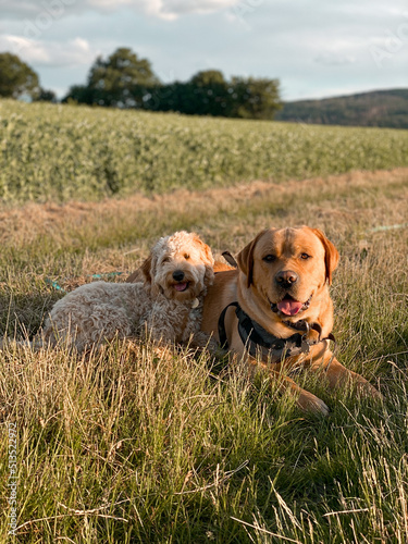 Hundefreunde Doodle und Labrador