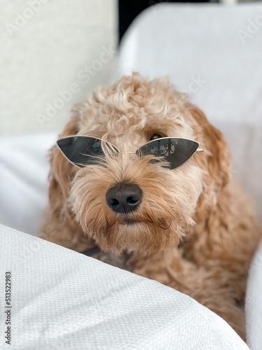 Hund mit Sonnenbrille