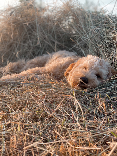 Hund schlafend im Heu