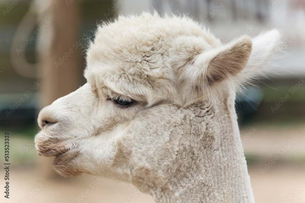 White alpaca on a farm on Martha's vineyard Massachusetts.