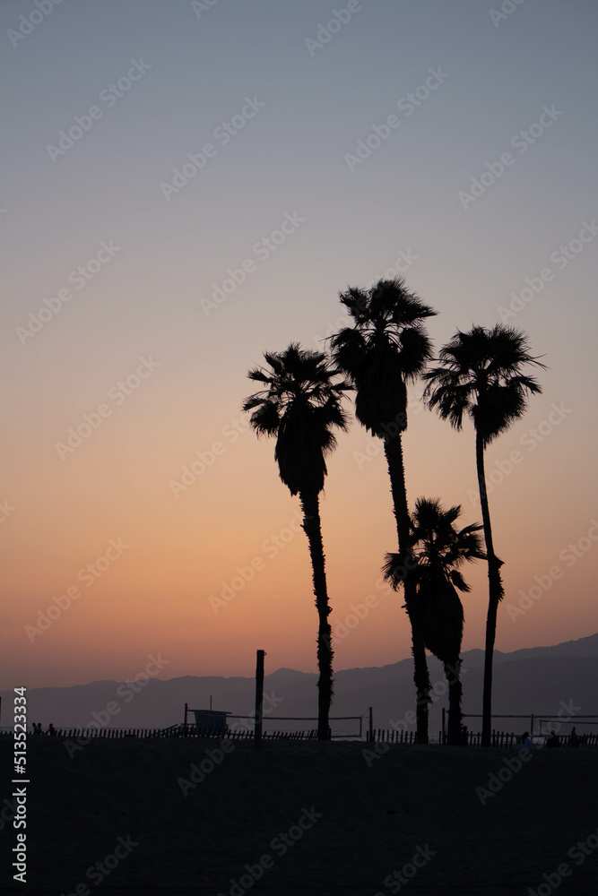 Obraz premium Palm tree sunset