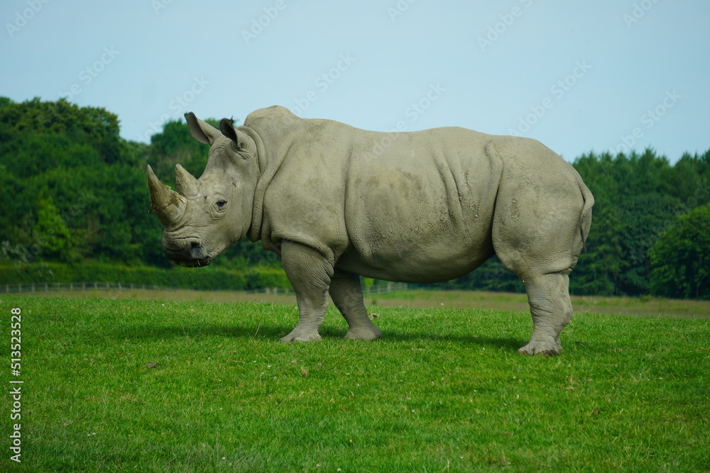Fototapeta premium White rhinoceros