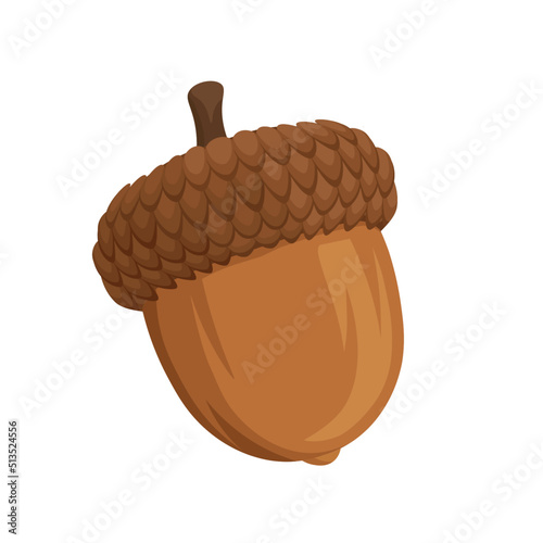 Acorn cartoon isolated vector illustration on white background. Oak tree fruit. Realistic cartoon acorn illustration. photo