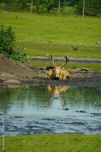 Fototapeta Naklejka Na Ścianę i Meble -  Pere David's Deer