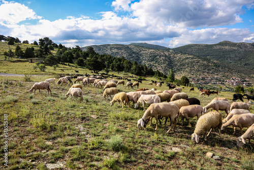 sheep and goats on the plateau