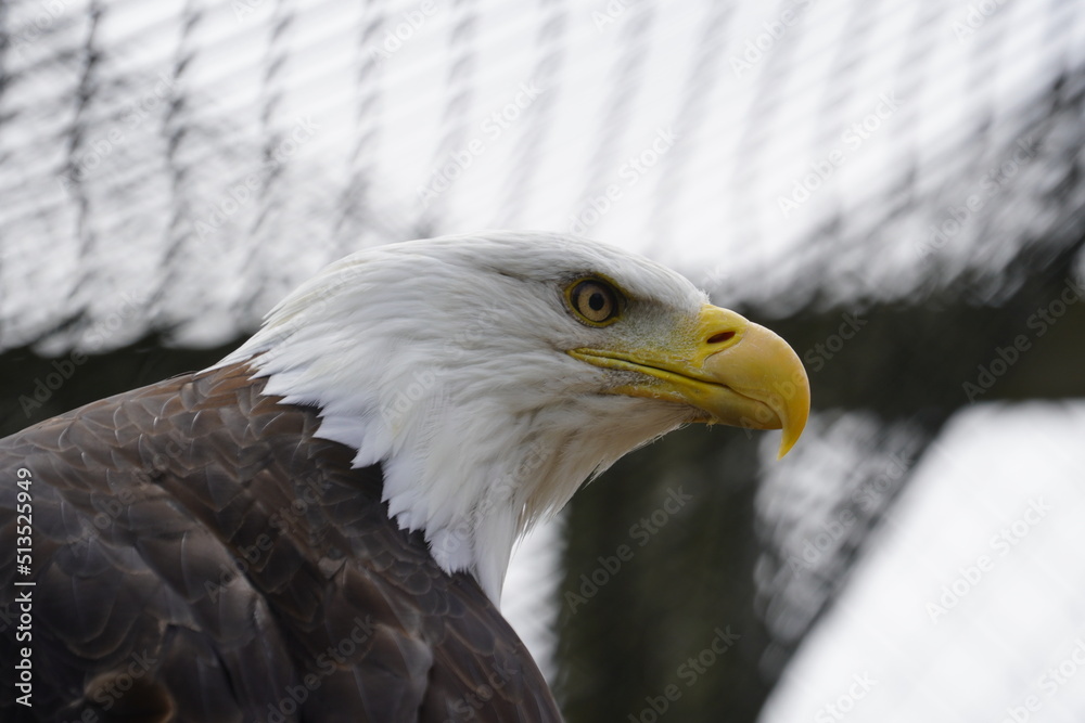 Obraz premium Bald eagle