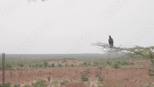 Black Vulture Sitting On Tree Branch With Tatacoa Desert In The Background. - wide photo