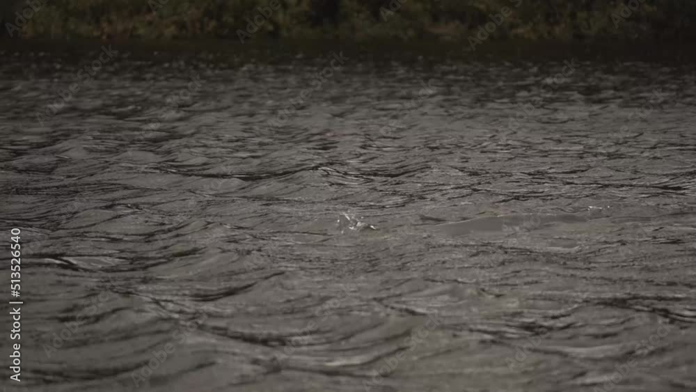 Pink Dolphin Swimming In The Amazon River In Colombia. Black and White. Inia Geoffrensis. close up, slow motion