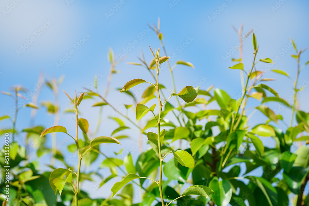 young green shoots of a pear fruit tree against a blue sky background