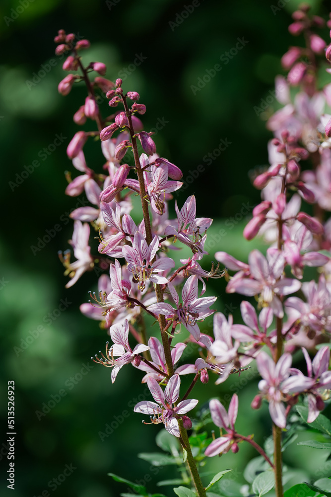 blooming burning bush with purple flowers on a background of greenery blooming burning bush with purple flowers on a background of greenery