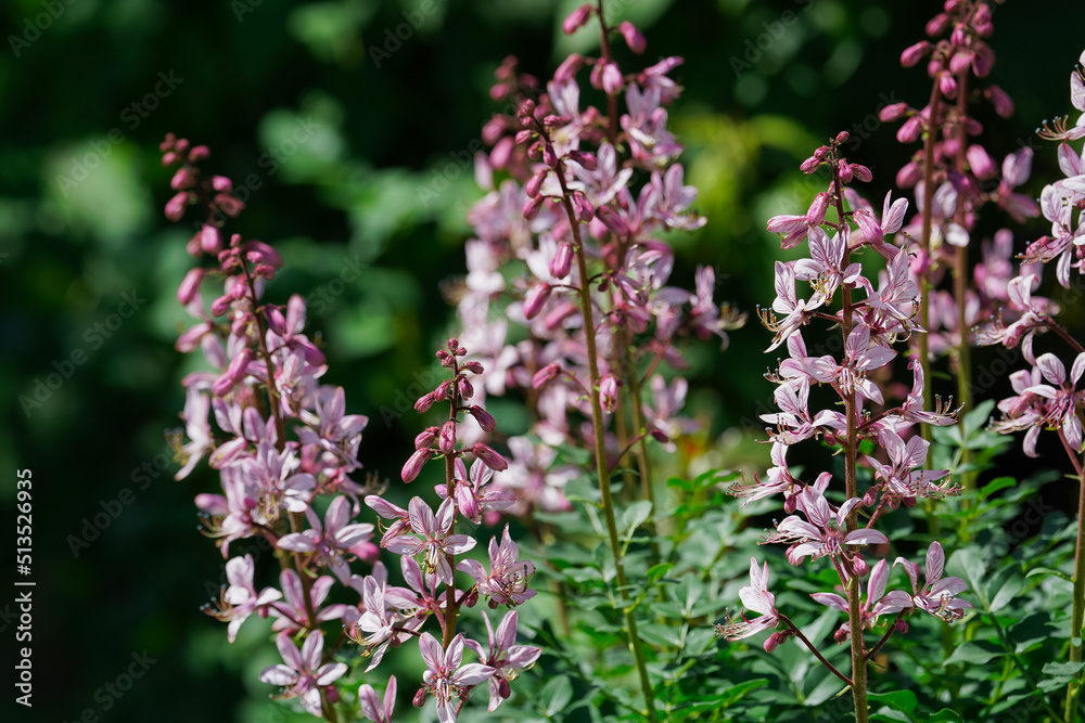 blooming burning bush with purple flowers on a background of greenery blooming burning bush with purple flowers on a background of greenery