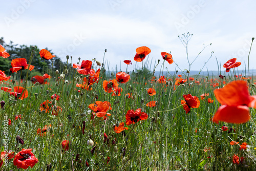 Flowers Red poppies blossom on wild field. Beautiful field red poppies with selective focus. soft light. Natural drugs. Glade of red poppies. Lonely poppy. Soft focus blur © Olga