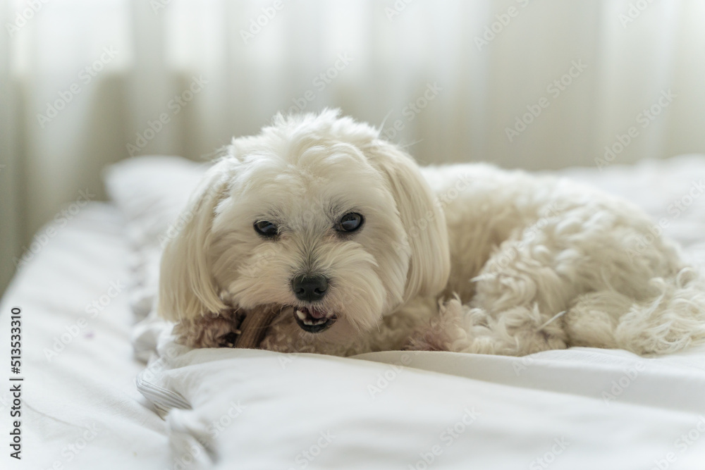 white dog maltese gnaws a bone on the bed at home white dog maltese gnaws a bone on the bed at home