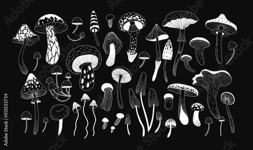 Set of various mystical mushrooms. Hippie magic boho wall art background. Psychedelic vector illustration. Magic and boho texture. Hand drawn style