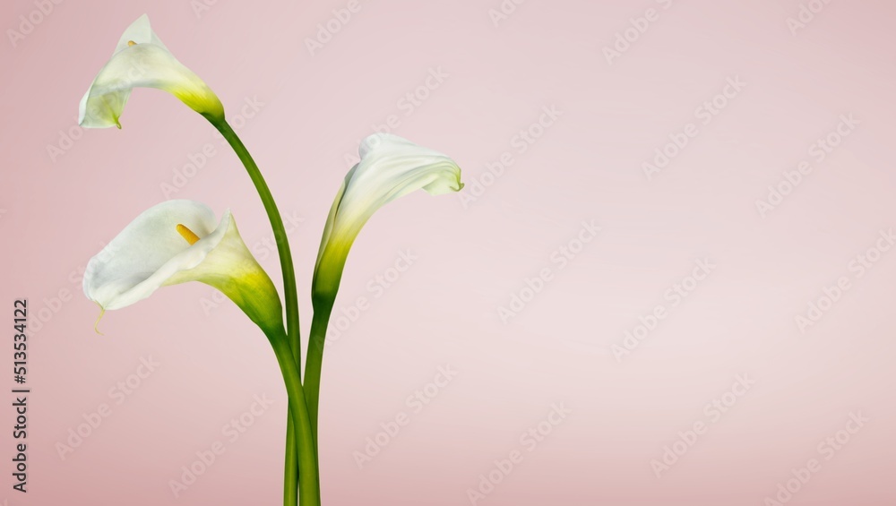 Beautiful fresh flowers on pink background. Nature flowery image, minimal style. Bouquet of bright blooming flowers. Beautiful fresh flowers on pink background. Nature flowery image, minimal style. Bouquet of bright blooming flowers.