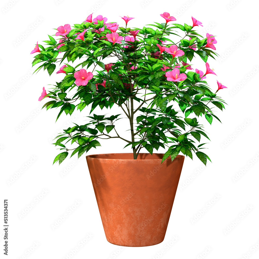 3D Rendering Hibiscus Plant on White